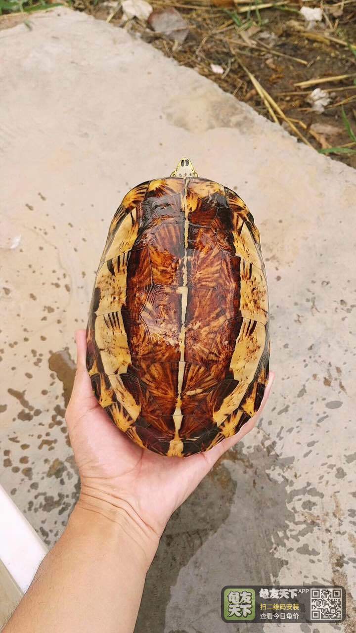 [半水龟] 黄额闭壳龟,黑腹黄额k5,850克,母,750包邮.