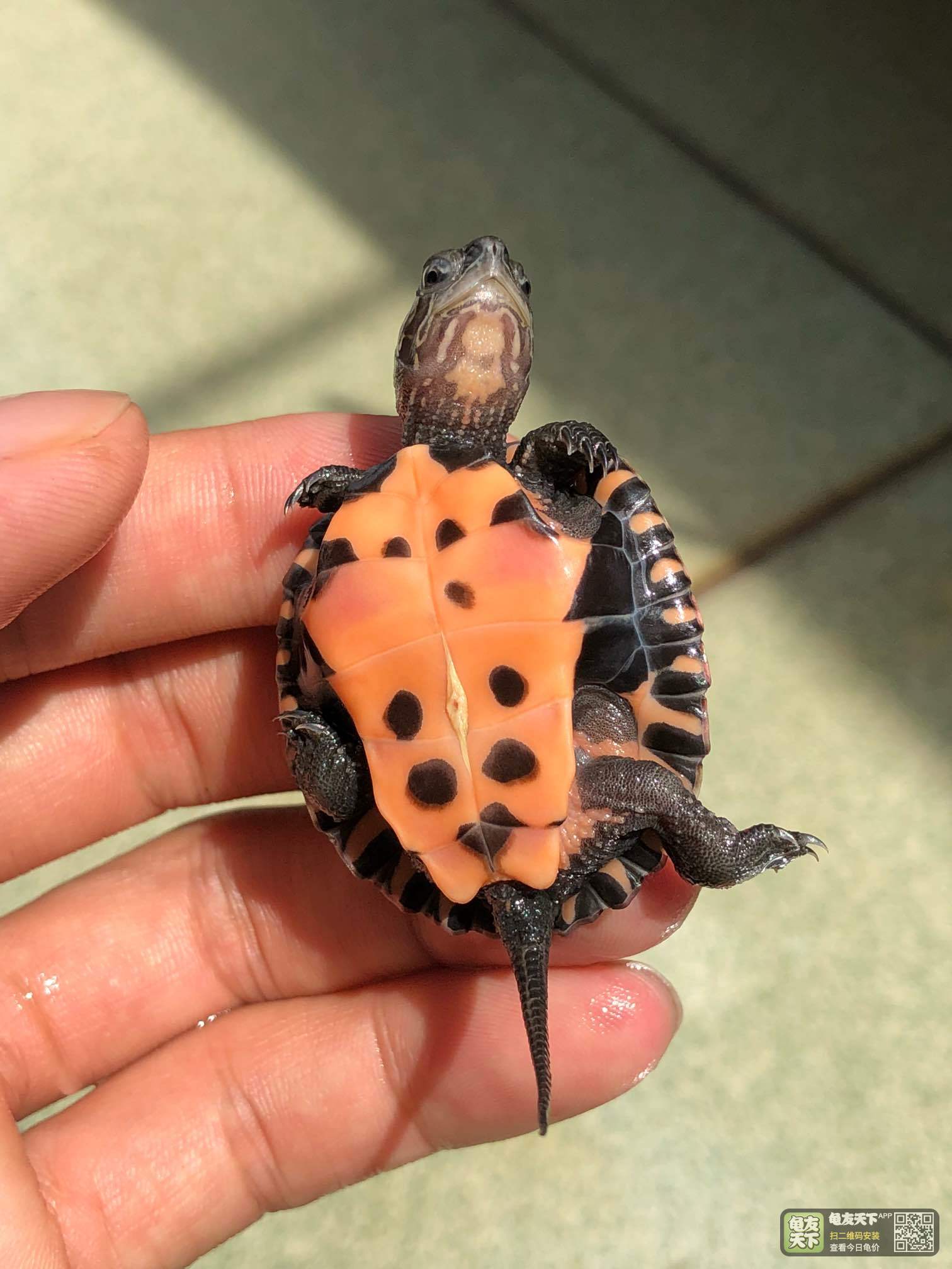 特价:广西大头黑颈苗,5只