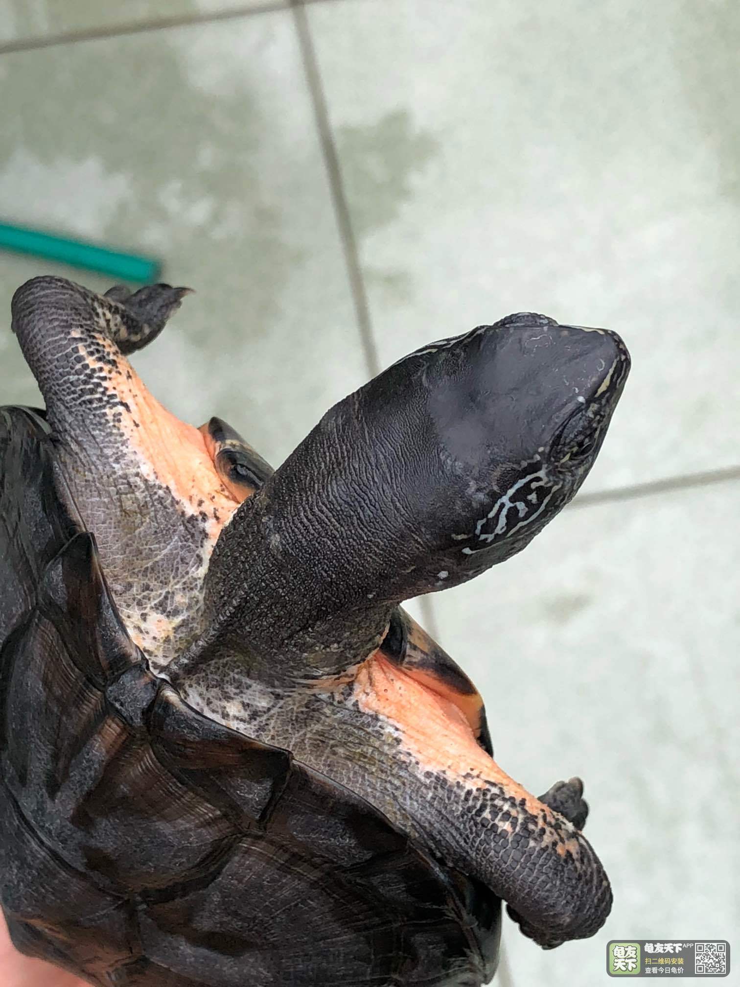 特价:杂海南种黑颈红公,1.1斤