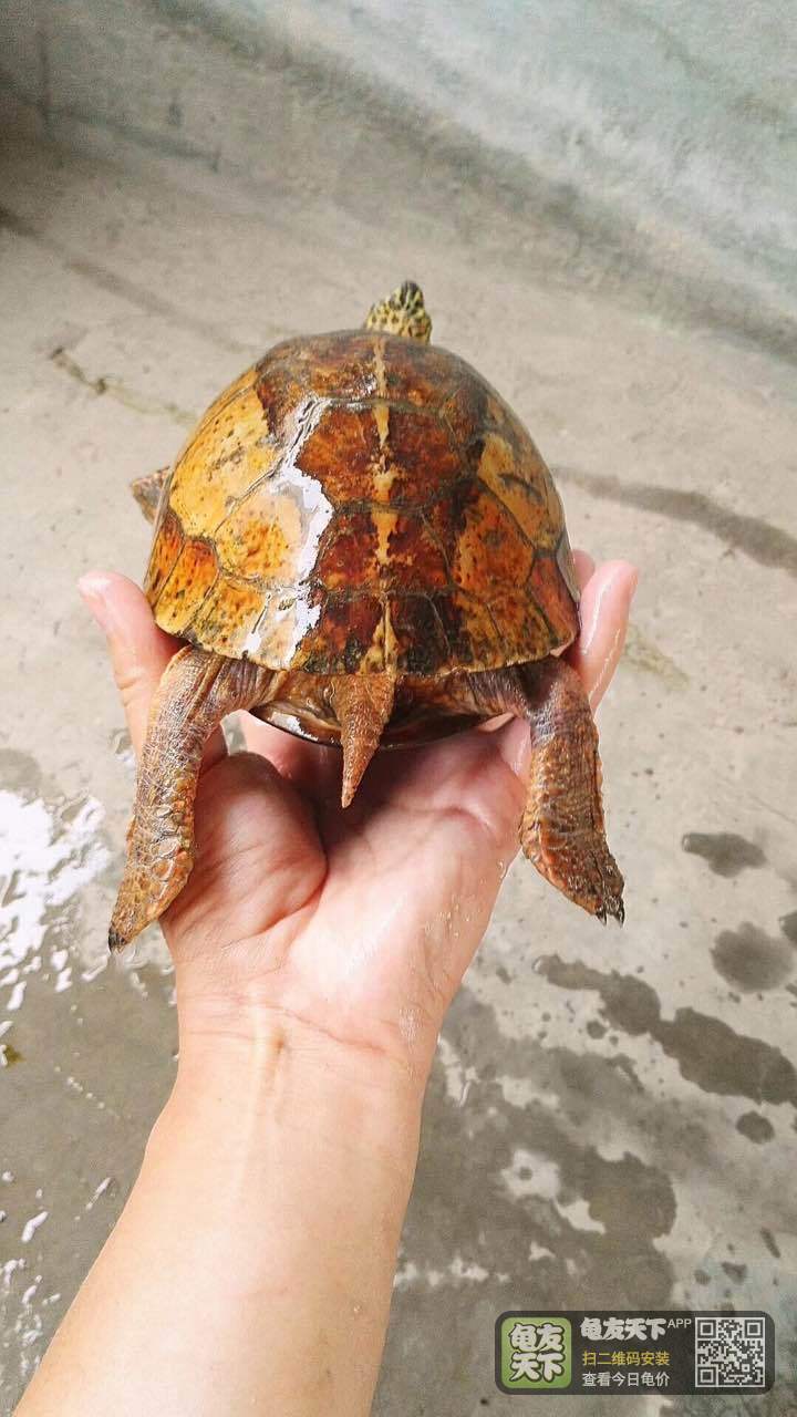 [半水龟] 黄额闭壳龟,黑腹黄额a4,实物更红,状态暴走.700克.母.