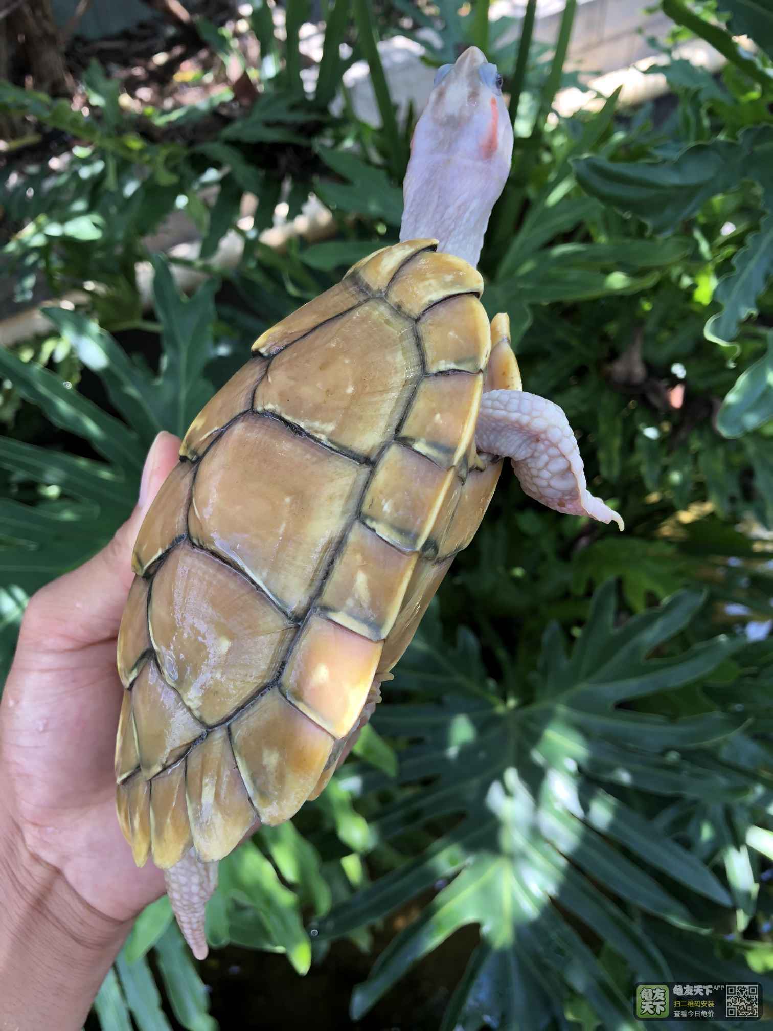 成熟黄金果冻公,8.3两重