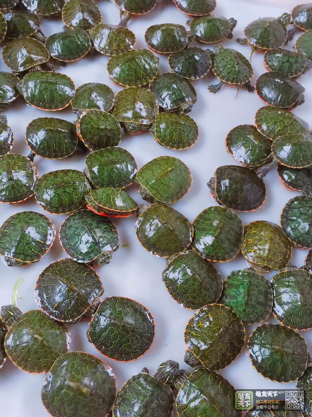 极品阿拉巴马苗100条,都是老种大苗