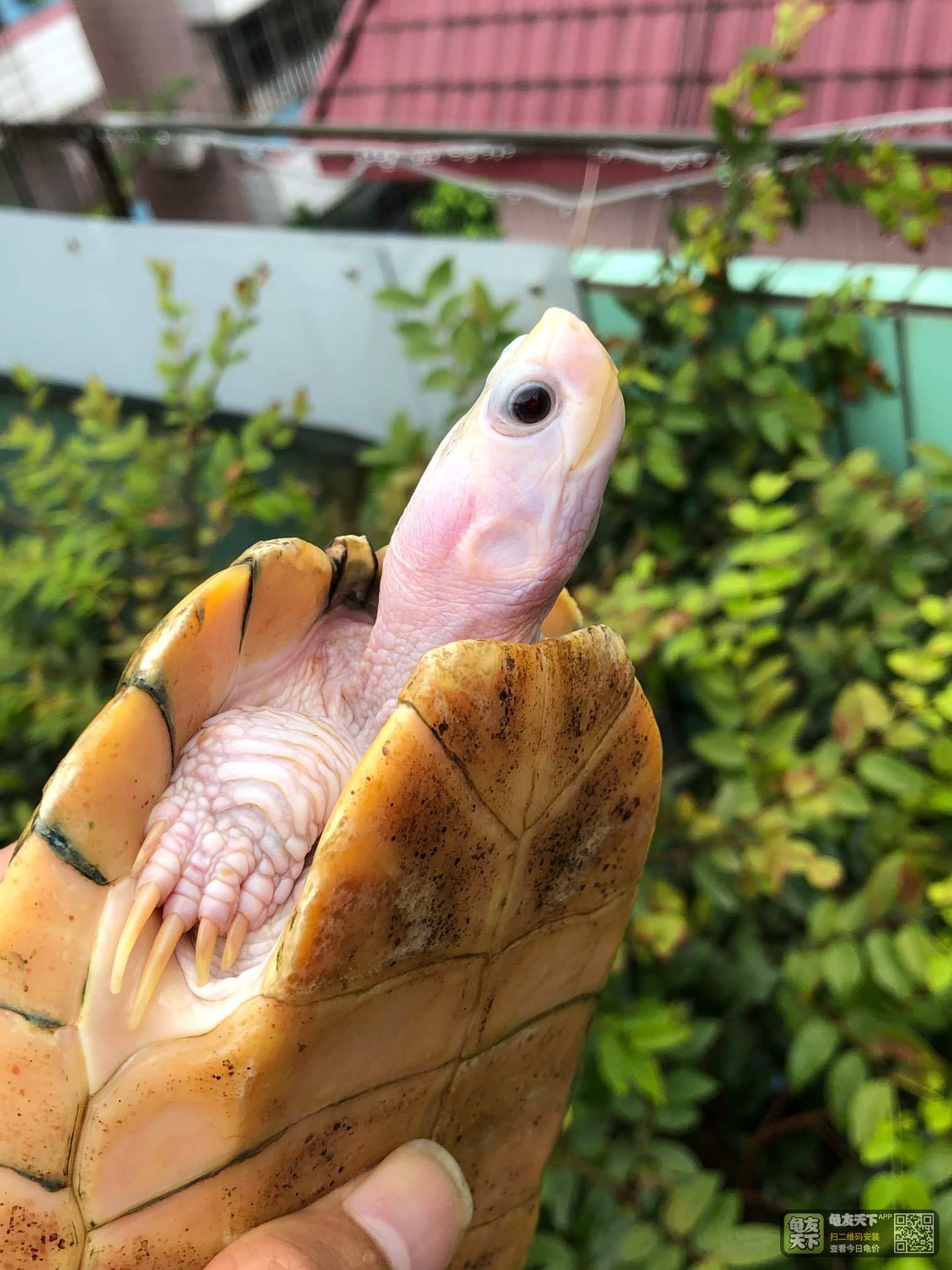 奶油焦糖公,1.2斤重,16年龟