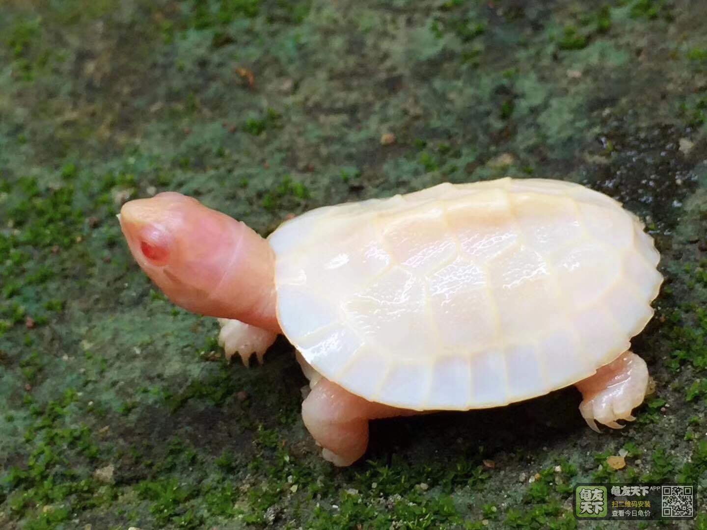 黄缘龟.白化变异.南石龟