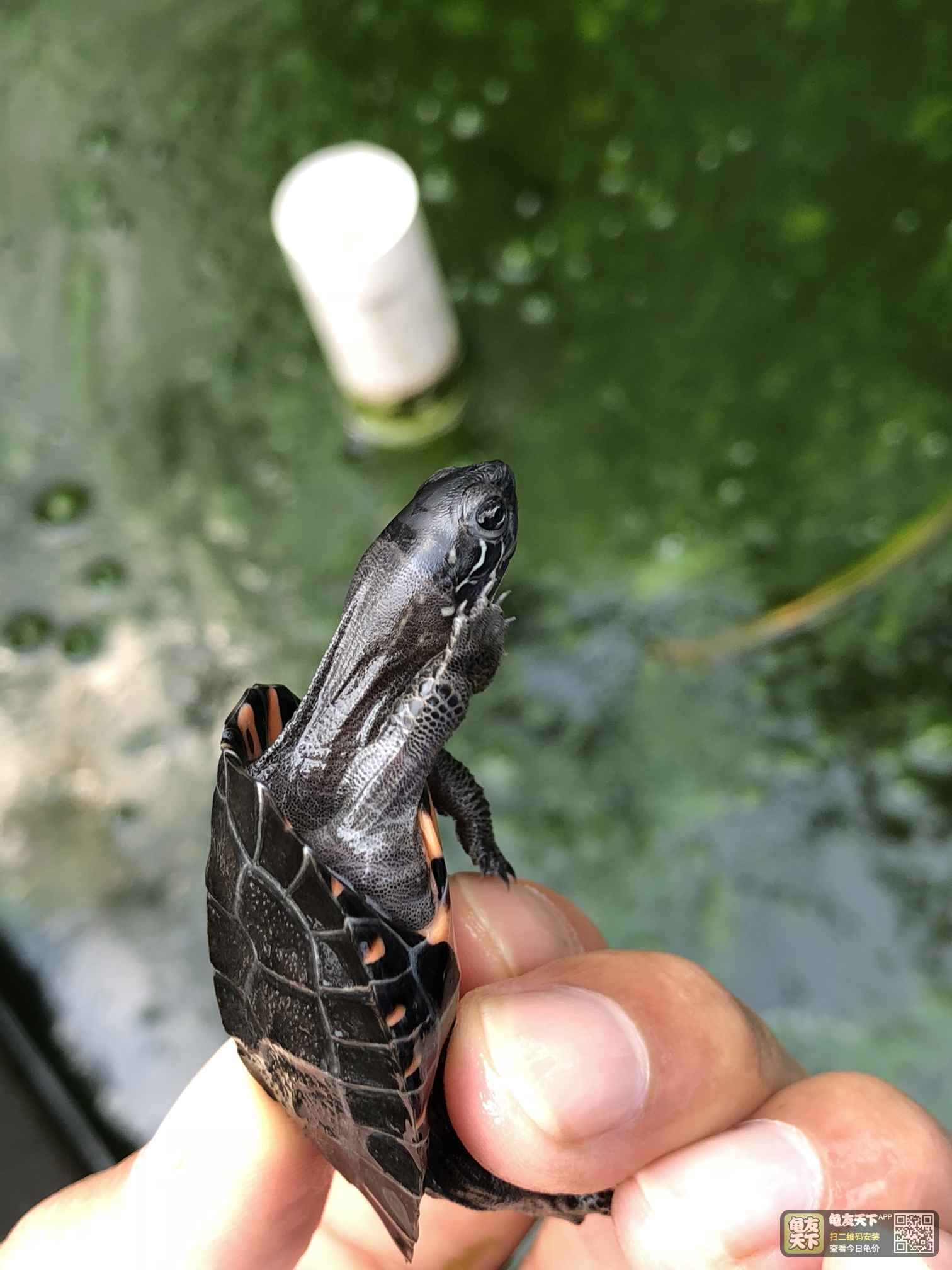 广西大唐黑颈苗,5只,14克-18克,大头,短颈,打包出.