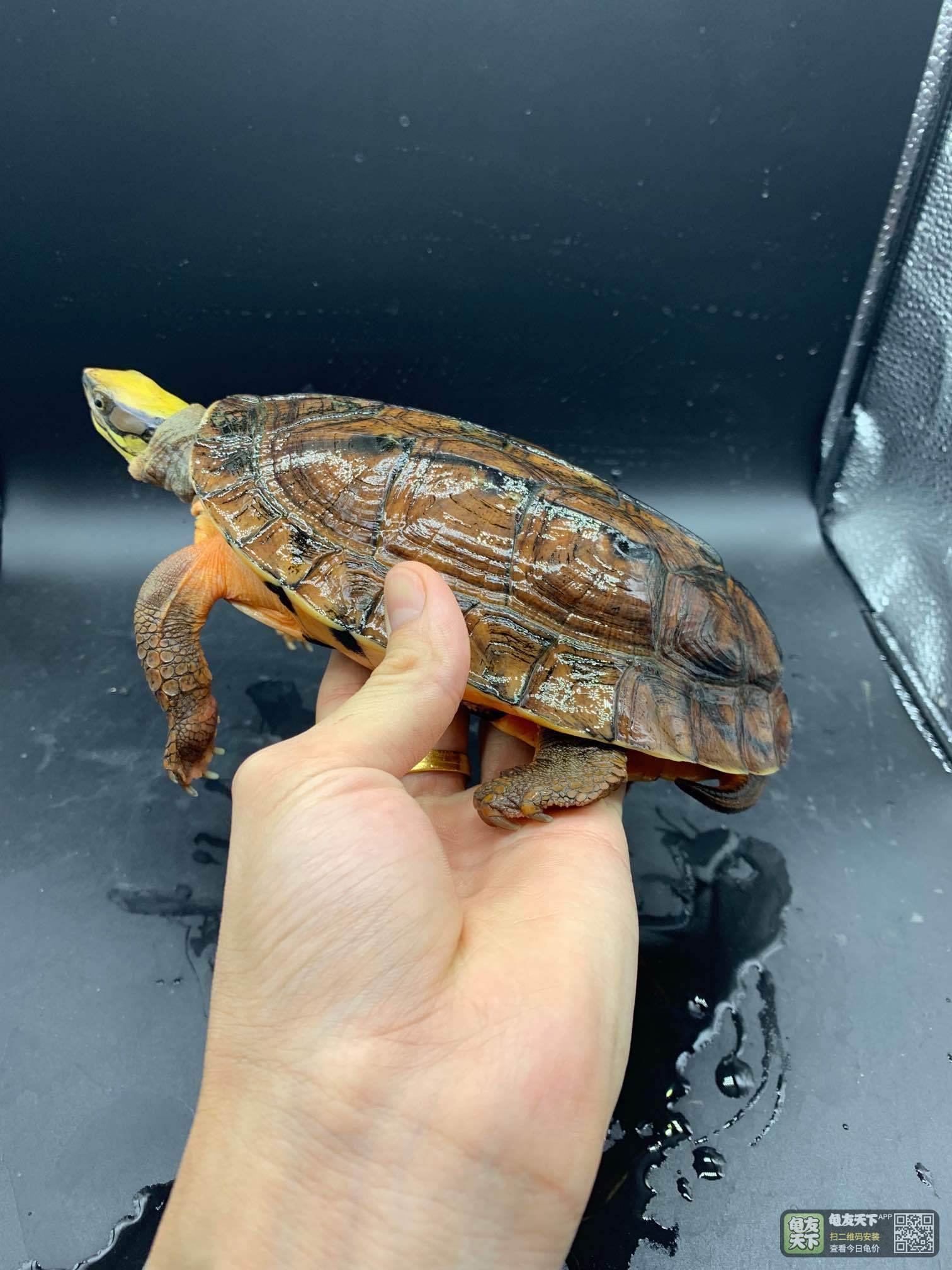 1.3斤成熟海南公