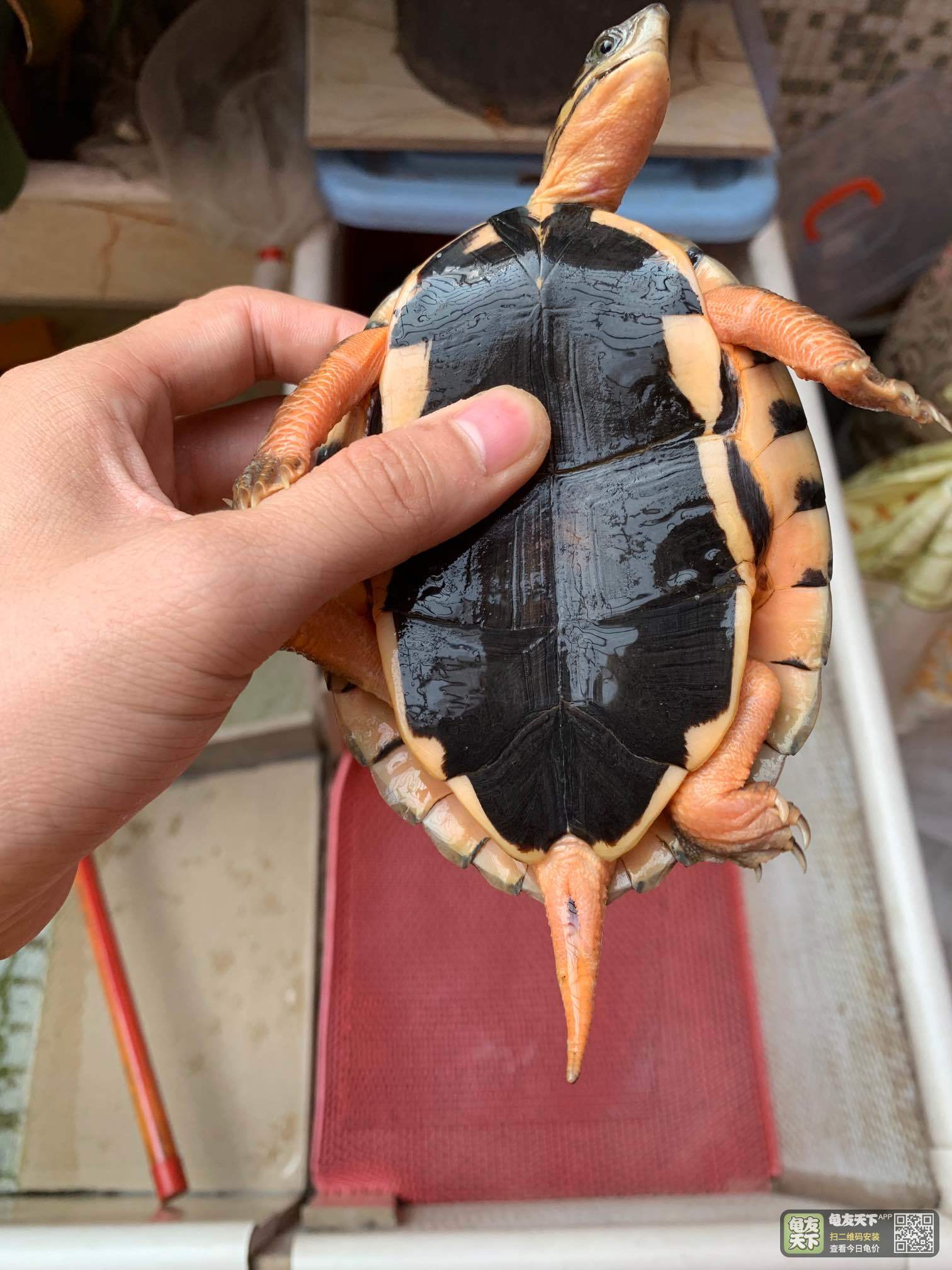 26甲纯冷水越南公