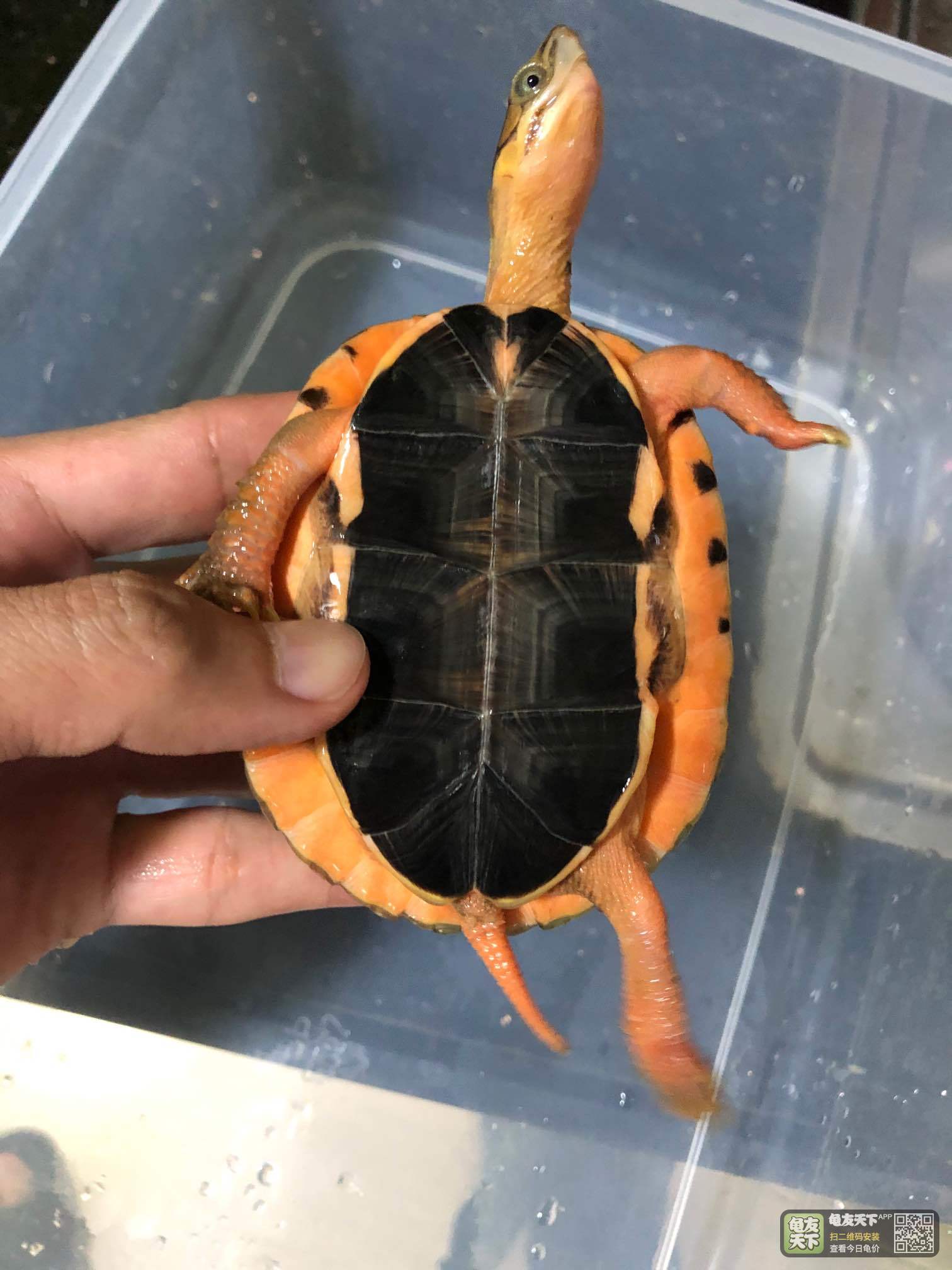 2两几微小错甲,价好低[勾引]