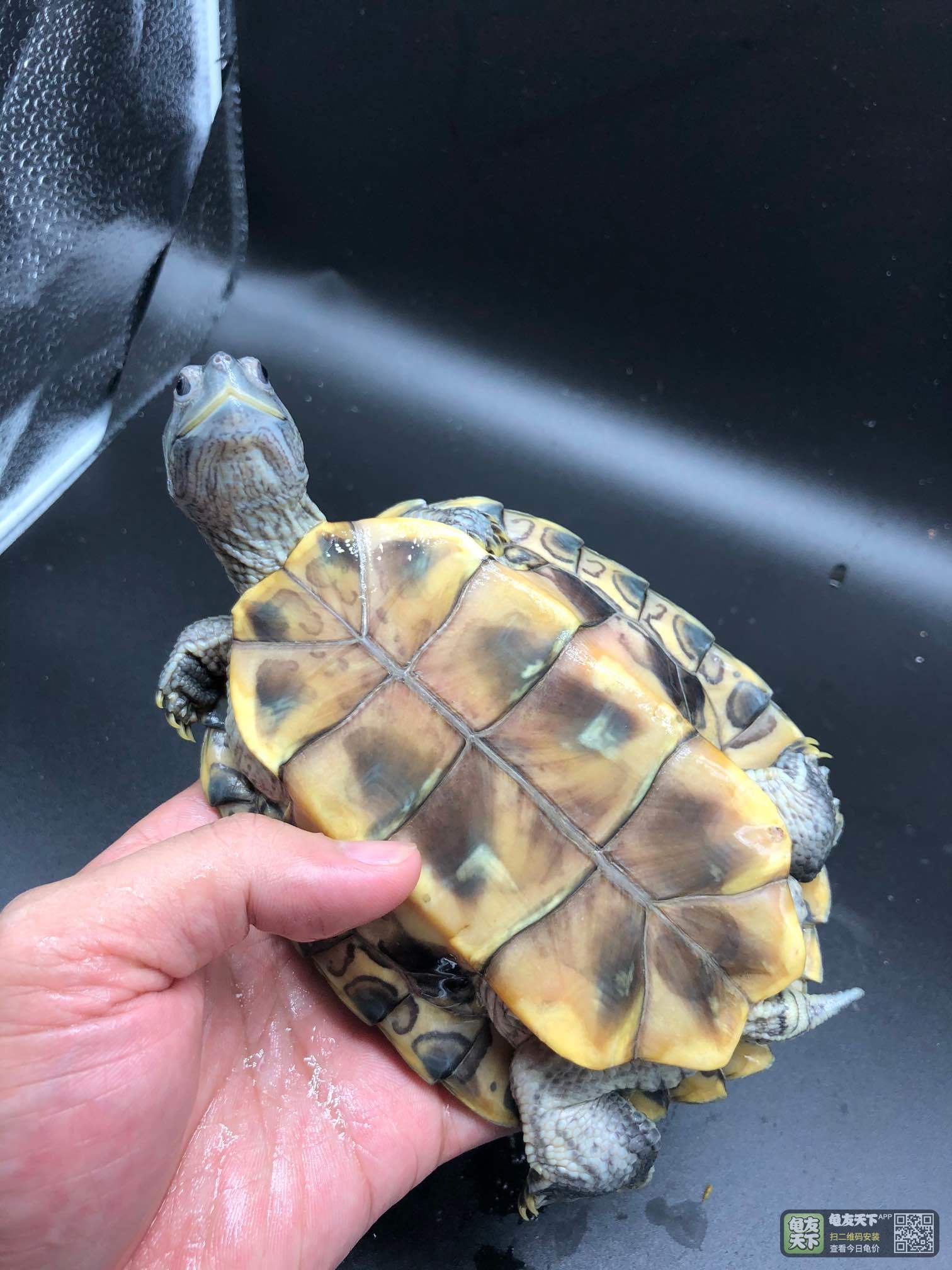 7两黑巴母,健康生猛