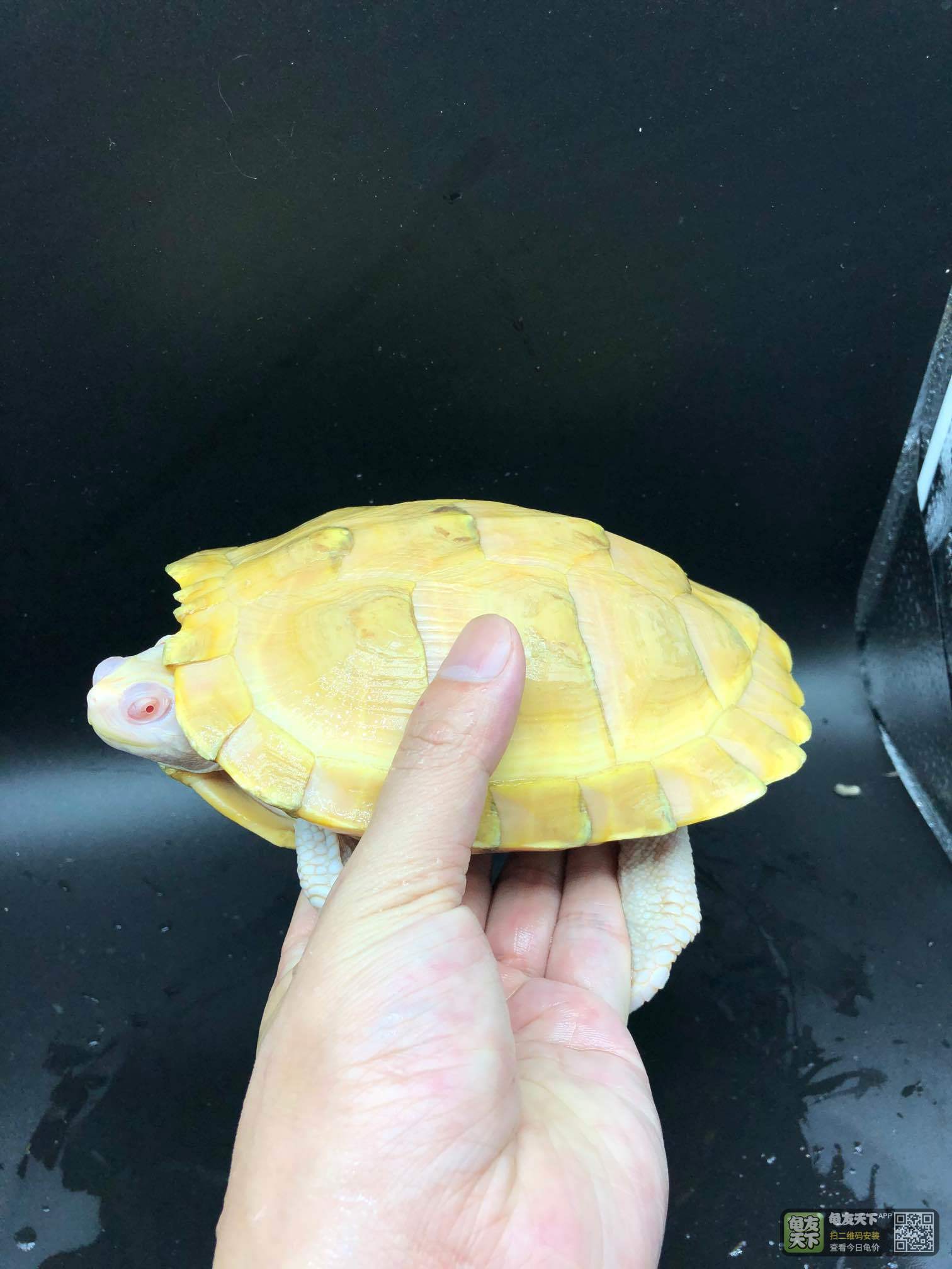 白巴配组一公二母,母均1斤多,公4两