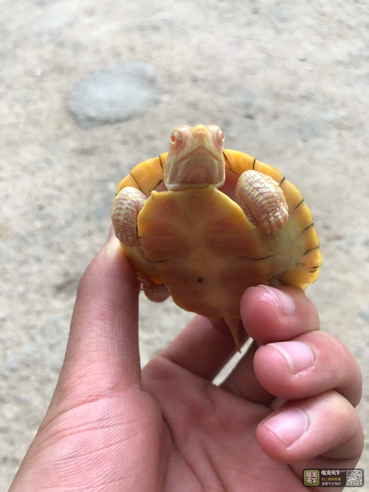 巴西白化苗
