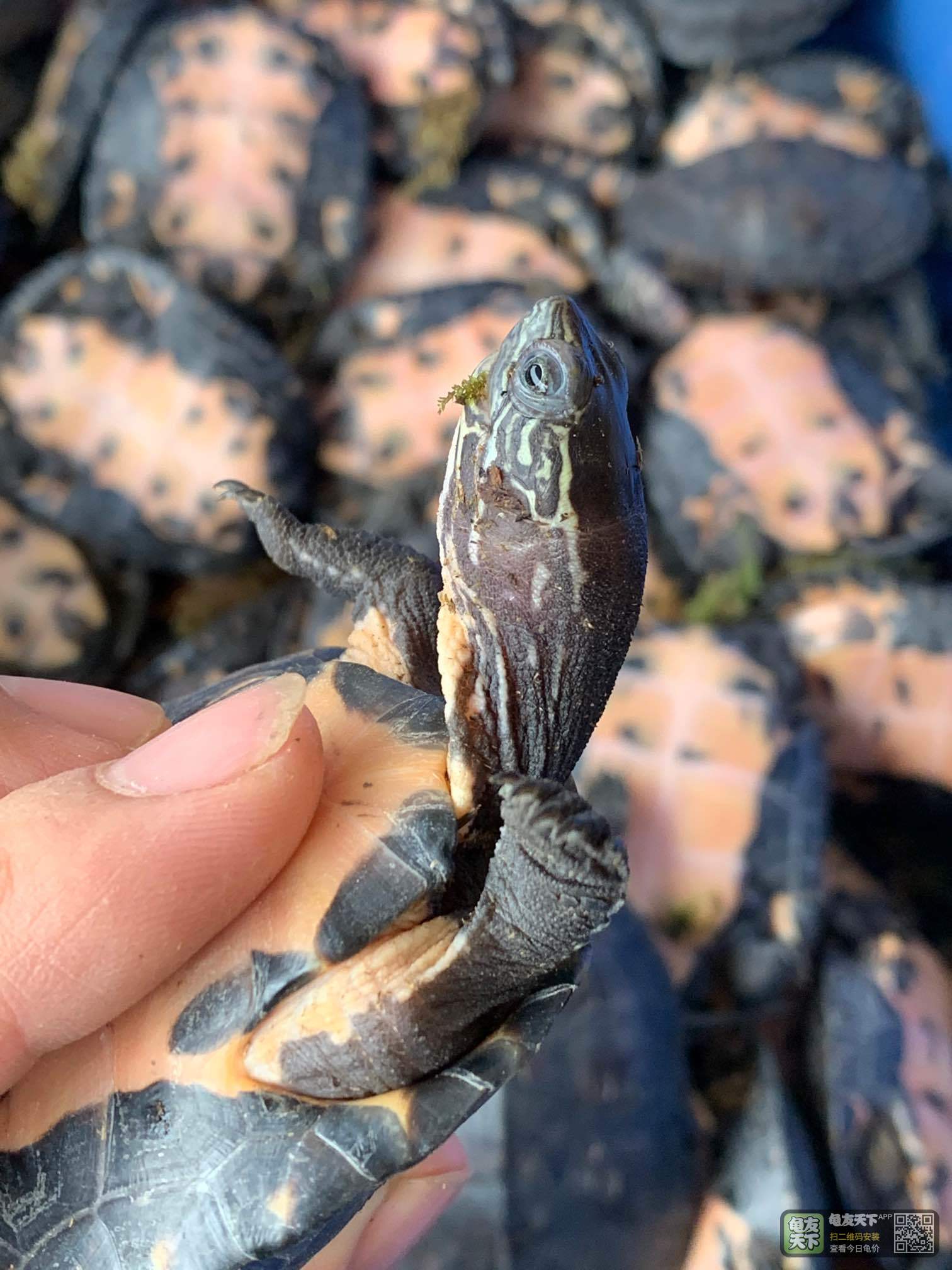 纯种韶关黑颈冷水过冬碌