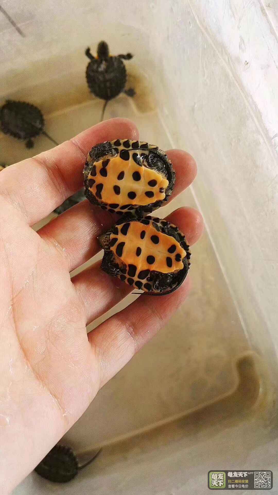 秒杀,11号,10只裙边微变异黑颈杂交花龟,秒杀268包邮.