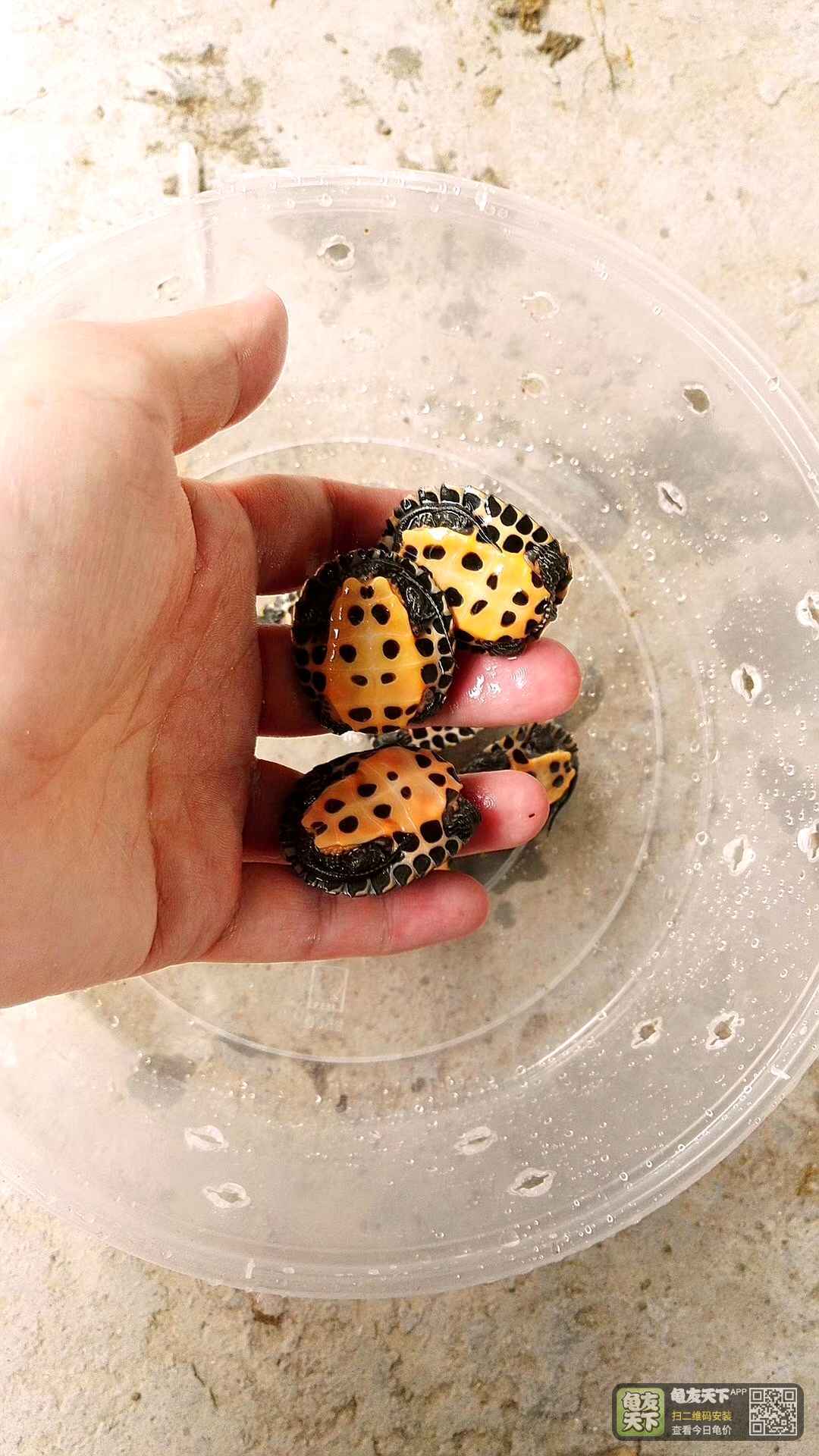 10只精品黑颈杂交花龟,300包邮.