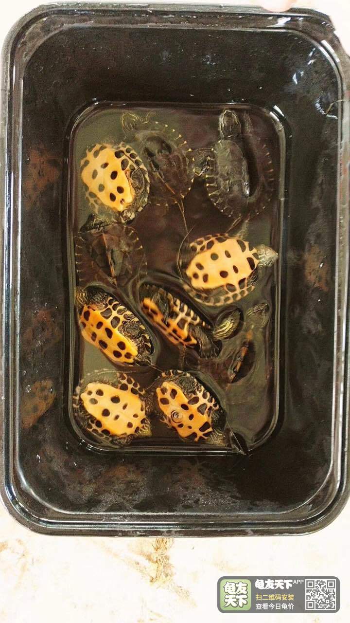 秒杀,11号,10只裙边微变异黑颈杂交花龟,秒杀268包邮.