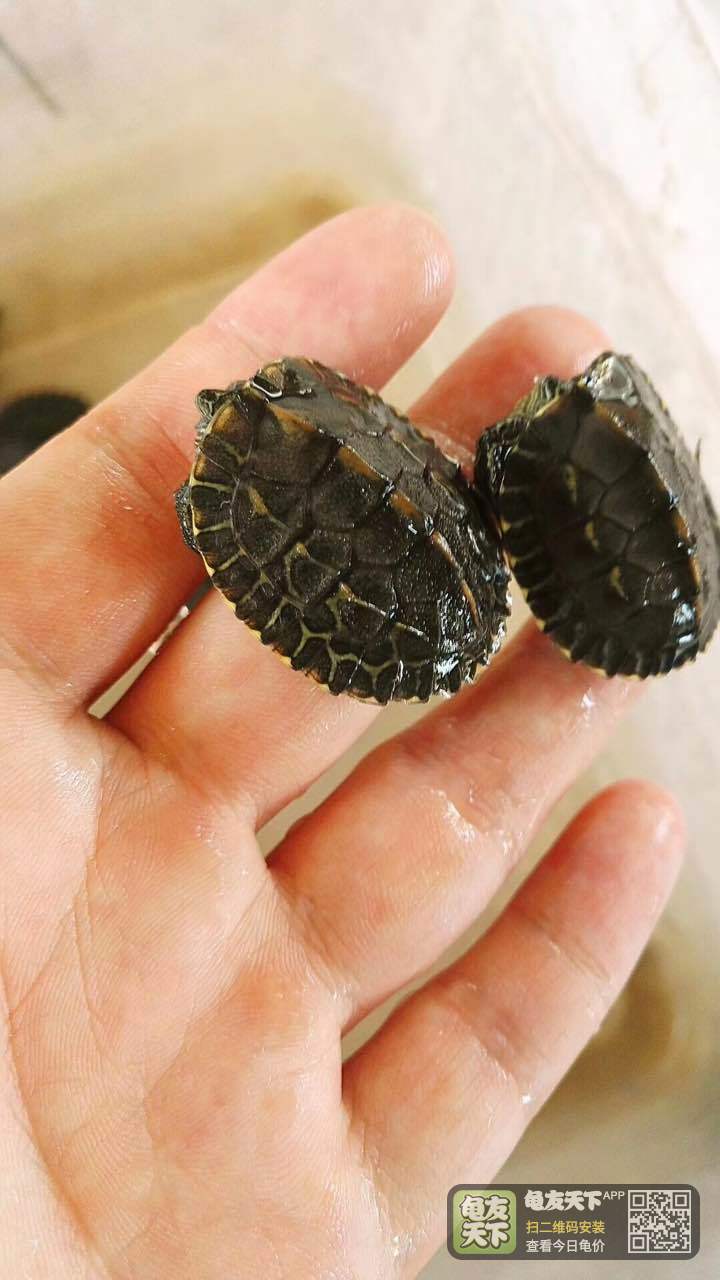 秒杀,11号,10只裙边微变异黑颈杂交花龟,秒杀268包邮.