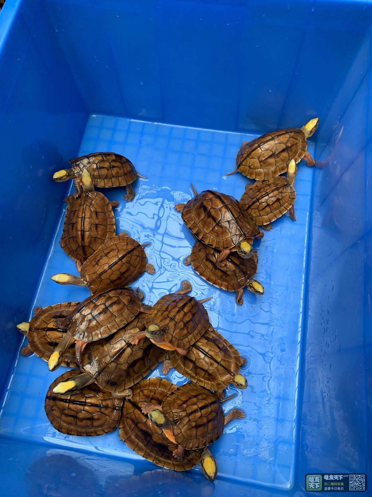 自家出售大小金钱龟,欢迎上门挑选交流.