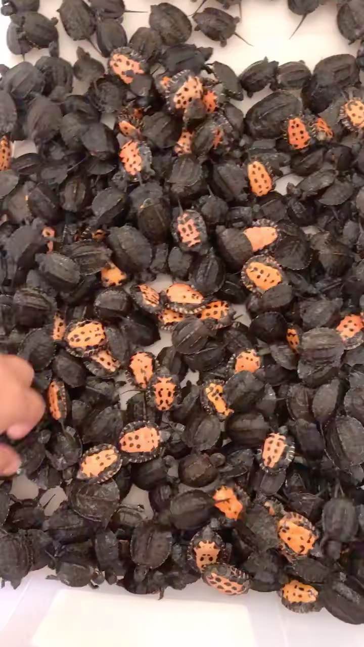 出售几百条纯种韶关黑颈苗个个爆