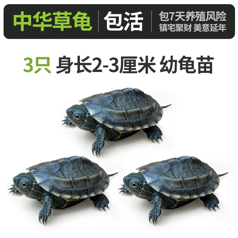 A��-�л��ݹ꣨2-3cm����ֻ