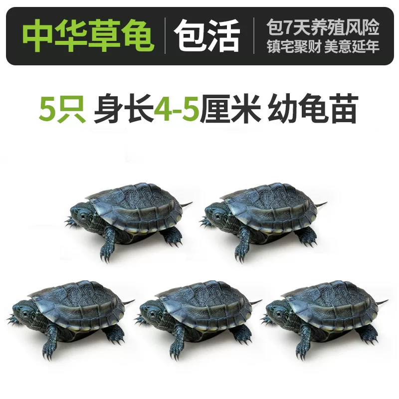 �л��ݹ꡾����4-5���ס�x5ֻ