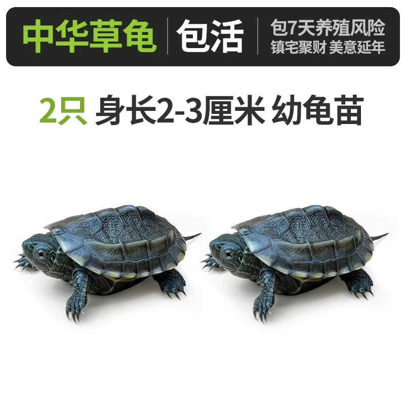 �л��ݹ꡾����2-3���ס�x2ֻ