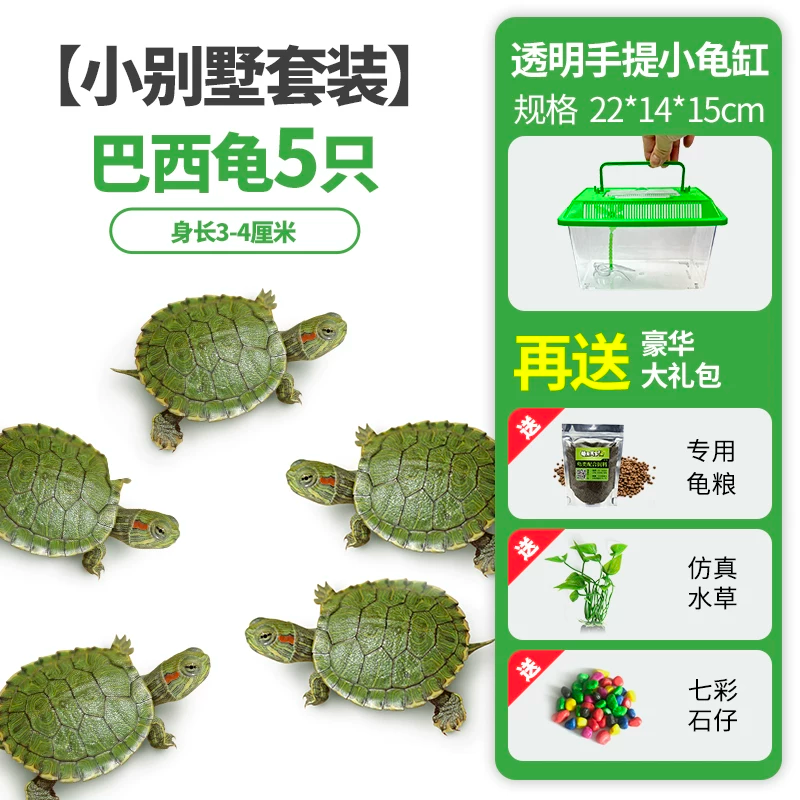 ��С������װ��������5ֻ+���+����+��ʯ+ˮ��