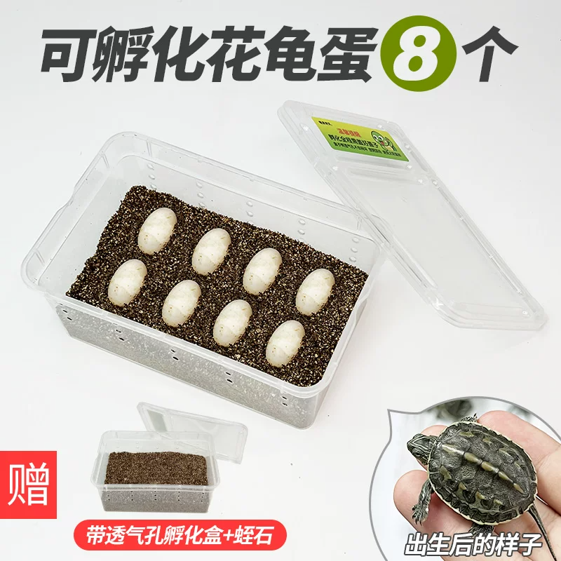 ���군��6��2����֤��6ֻ�꣩