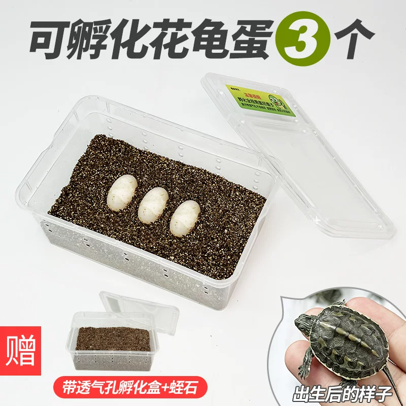 ���군��2��1����֤��2ֻ�꣩