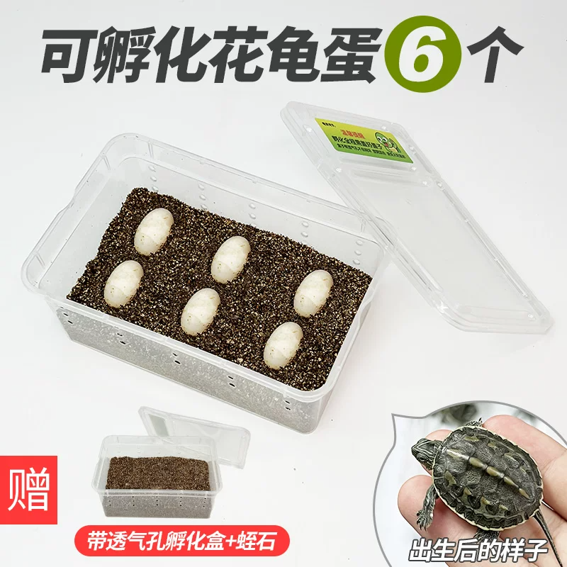 ���군��4��2����֤��4ֻ�꣩