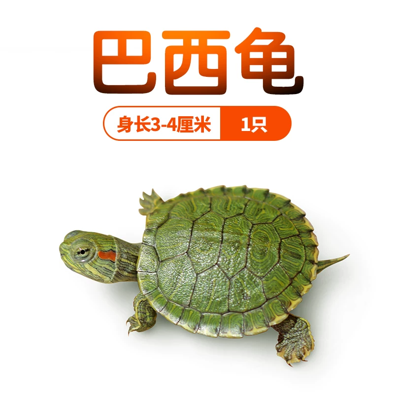 ��������塾3~4cm��1ֻ