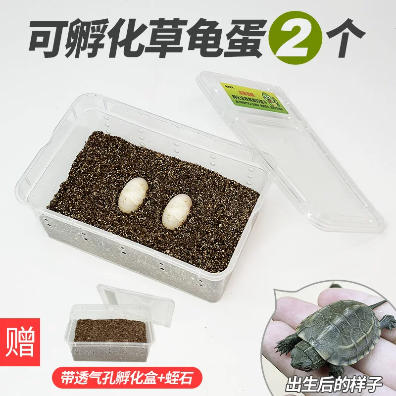�ݹ군��1��1����֤��1ֻ�꣩