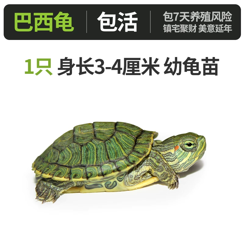 �����꡾����3-4���ס�x1ֻ
