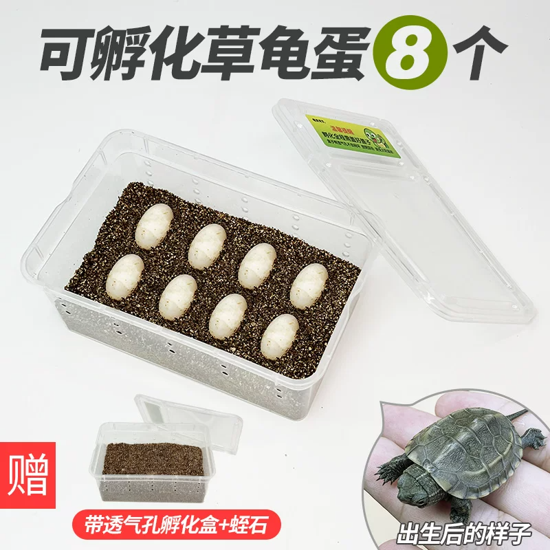 �ݹ군��6��2����֤��6ֻ�꣩