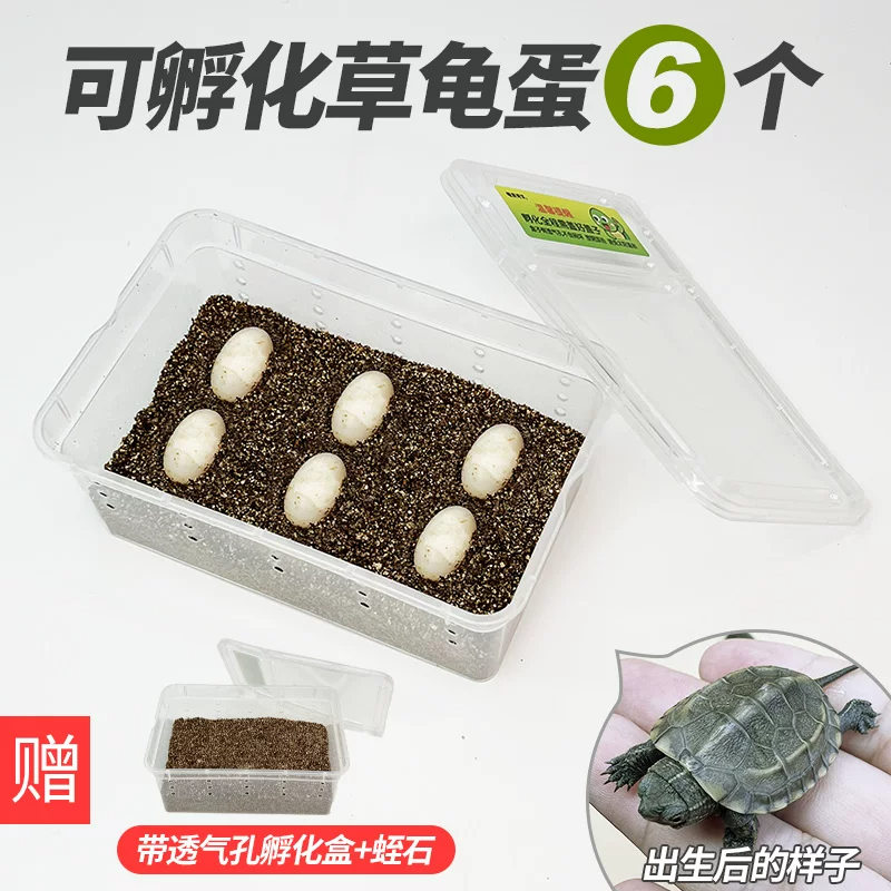 �ݹ군��4��2����֤��4ֻ�꣩