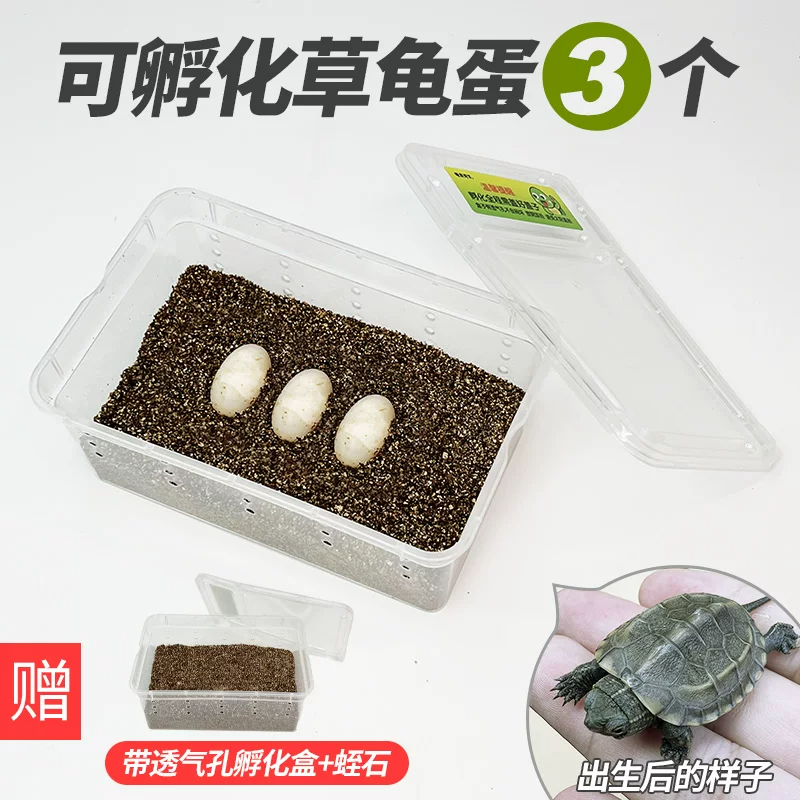 �ݹ군��2��1����֤��2ֻ�꣩