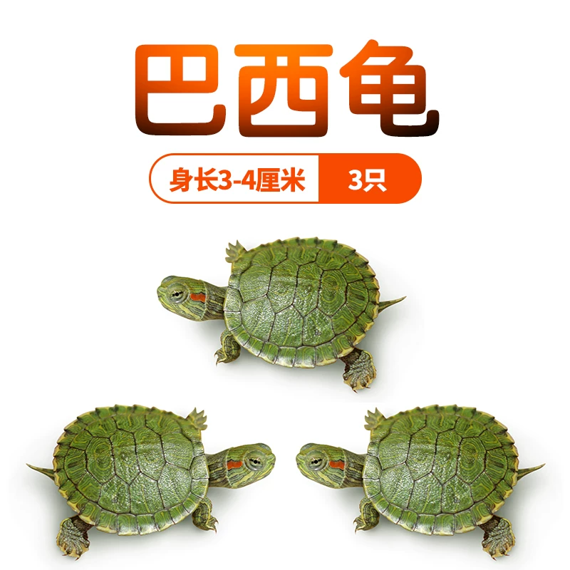 ��������塾3~4cm��3ֻ
