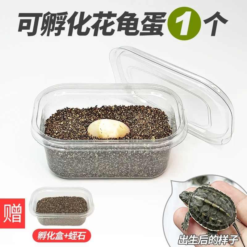 �ɷ������군 1��