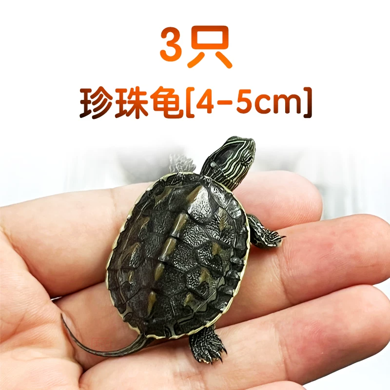 ��ѡ4-5��������꡾3ֻ�����ԳԹ���