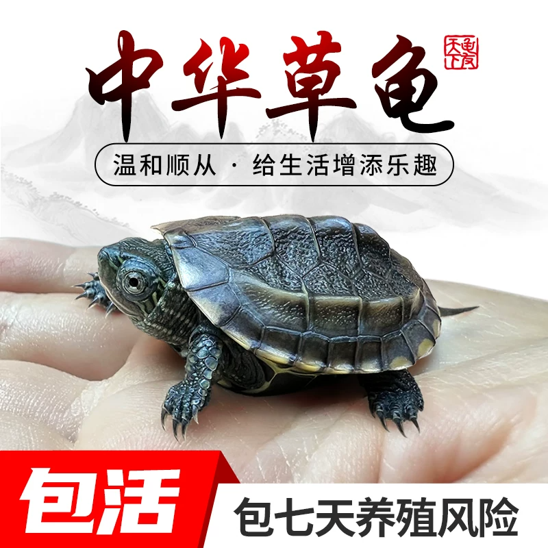 �л��ݹ�С�ڹ���������������ˮ�곤�ٽ��߹�ī�껨��������