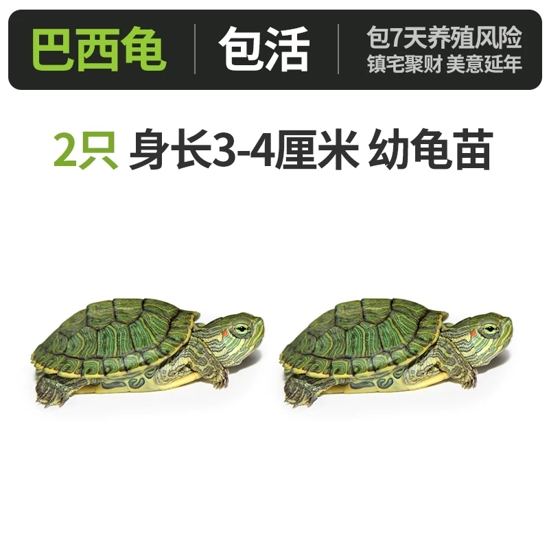 A��-��������꣨3-4cm����ֻ