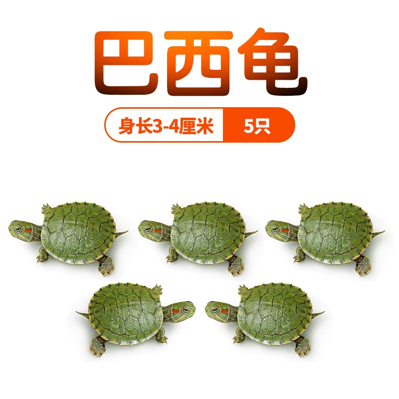 ��������塾3~4cm��5ֻ
