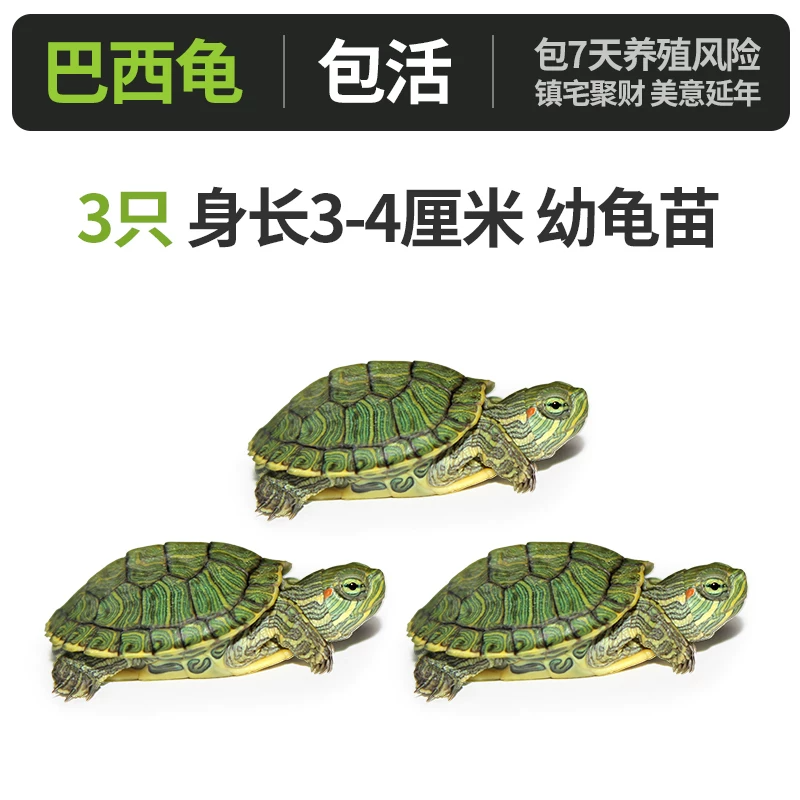 A��-��������꣨3-4cm����ֻ