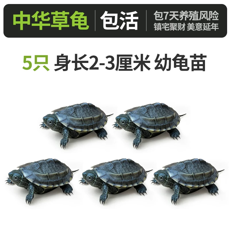 �л��ݹ꡾����2-3���ס�x5ֻ
