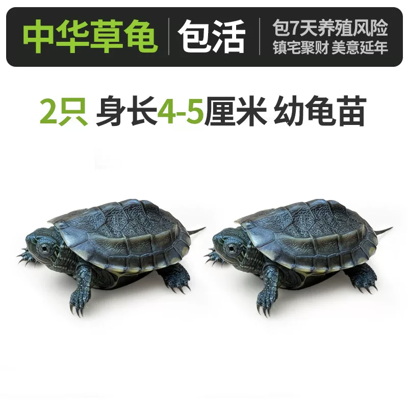 �л��ݹ꡾����4-5���ס�x2ֻ