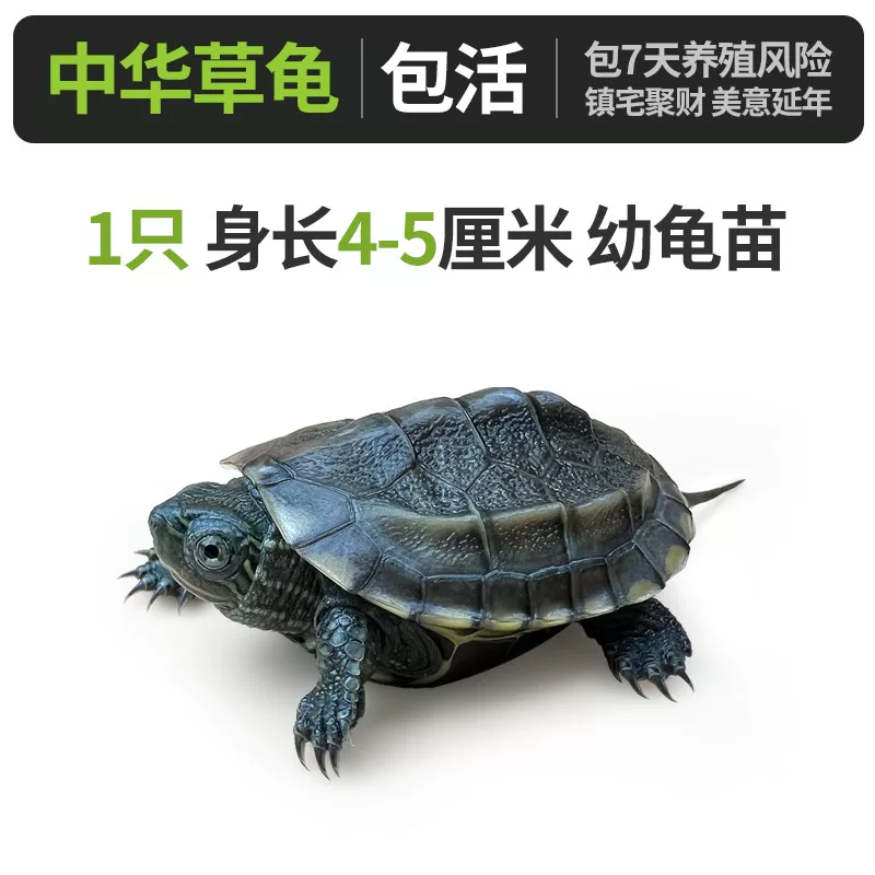 �л��ݹ꡾����4-5���ס�x1ֻ