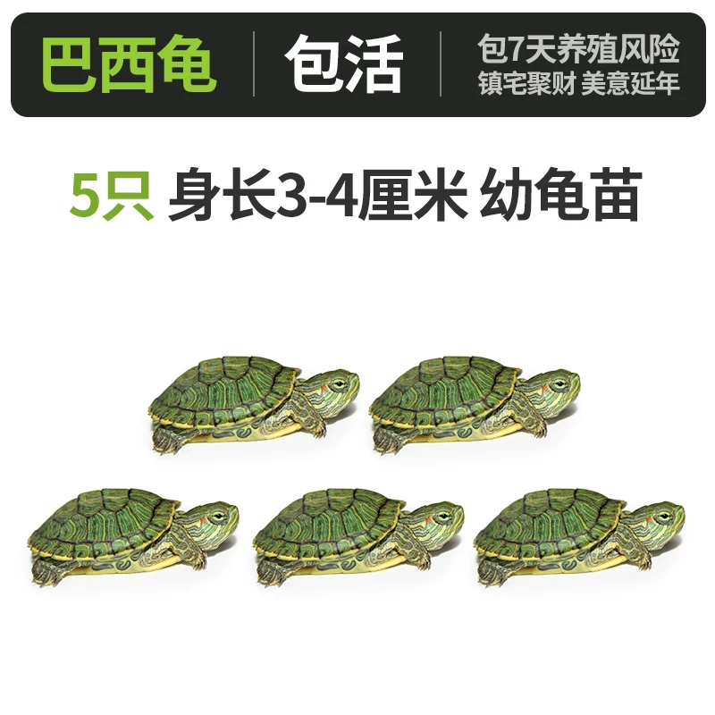 �����꡾����3-4���ס�x5ֻ