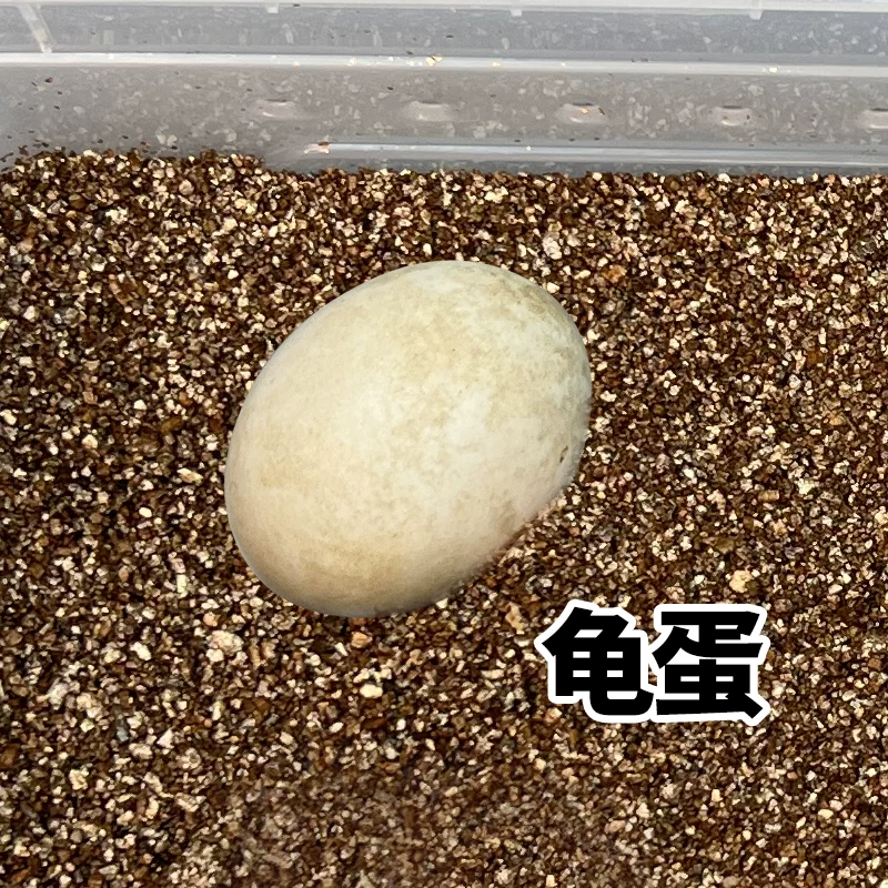 ���ܾ��ɷ����ڹ군1ֻ