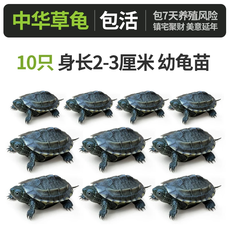 �л��ݹ꡾����2-3���ס�x10ֻ