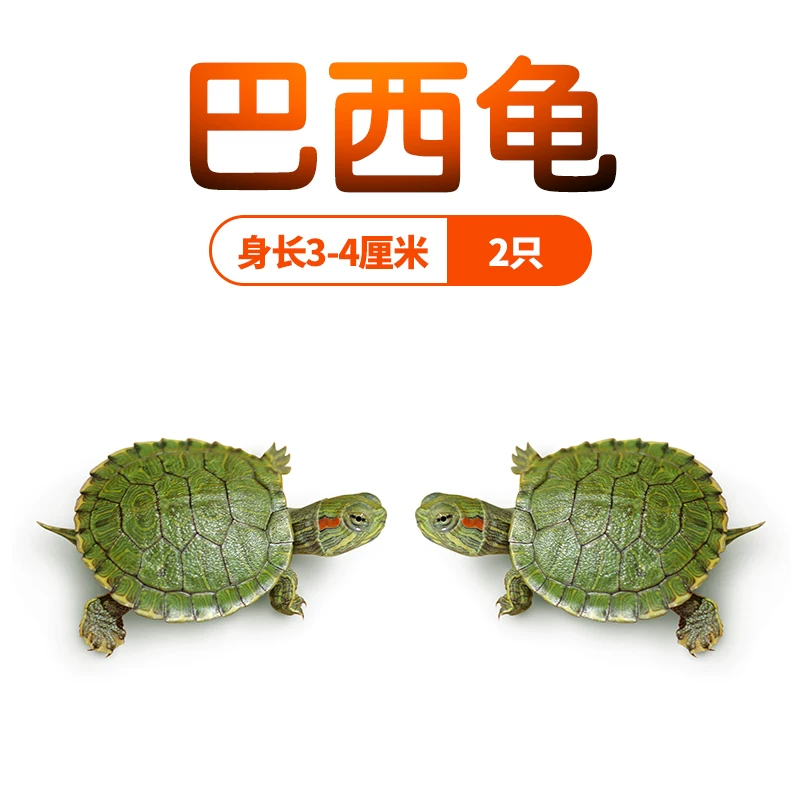 ��������塾3~4cm��2ֻ