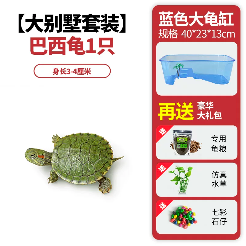 ���������װ��������1ֻ+���+����+��ʯ+ˮ��